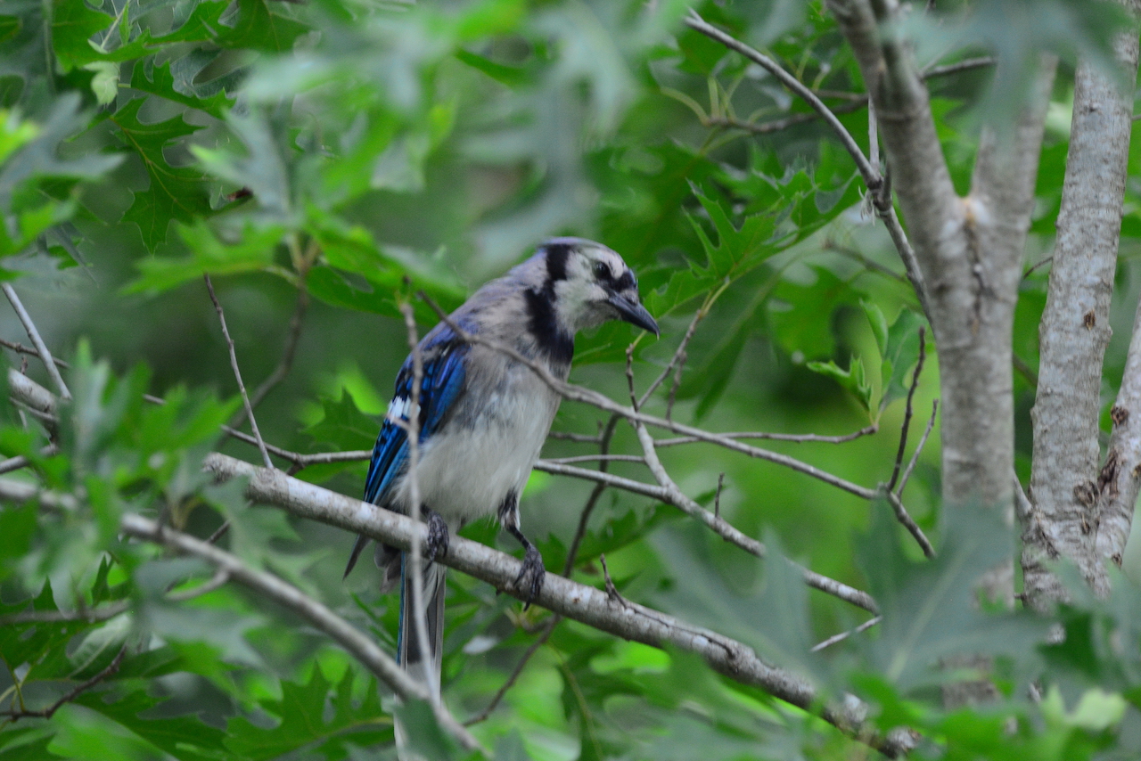 Cyanocitta cristata Cyanocitta cristata